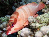 Epinephelus fasciatus M