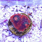 Echinophyllia spp red/blue FRAG 01