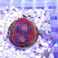 Echinophyllia spp red/blue FRAG 03